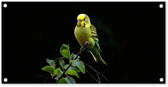 Tuinposter 80x40 cm - Tuindecoratie Parkiet - Tak - Bladeren - Geel - Poster voor in de tuin - Buiten decoratie - Schutting tuinschilderij - Tuindoek muurdecoratie - Wanddecoratie balkondoek
