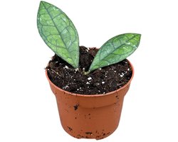 Hoya Finlaysonii Sarawak Kamerplant Potmaat Ø10,5 cm |Vers Van De Kweker