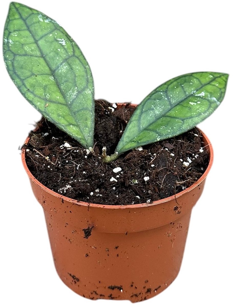 Hoya Finlaysonii Sarawak Kamerplant Potmaat Ø10,5 cm |Vers Van De Kweker