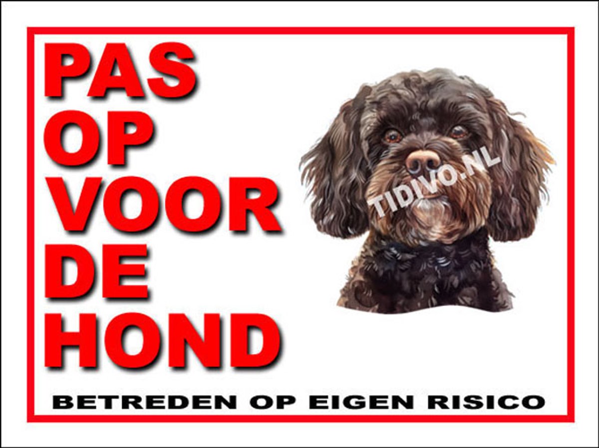 Cavapoo 13