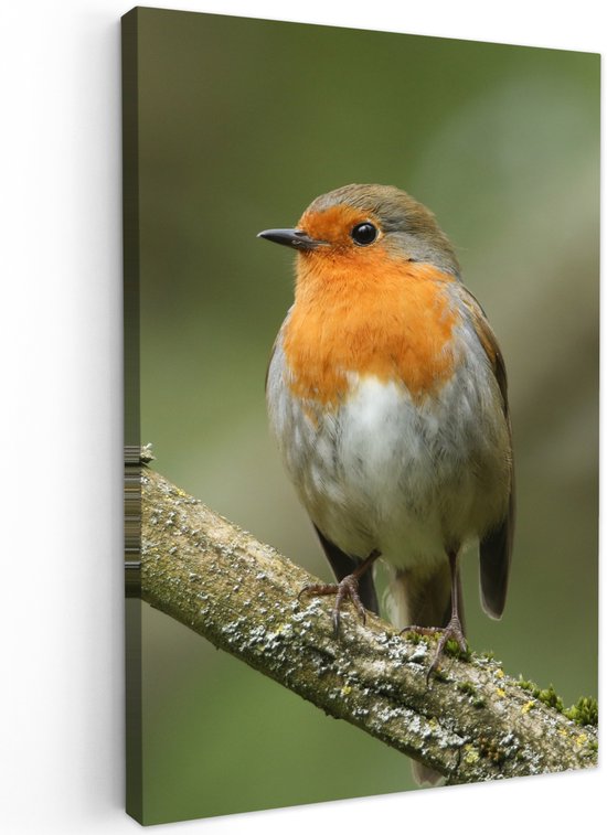 Tuinschilderij voor buiten 40x60 cm - Tuindecoratie Vogel - Roodborstje - Tak - Planten - Tuinposter op canvas - Tuin muurdecoratie - Buitenschilderij decoratie - Schutting wanddecoratie - Buitencanvas