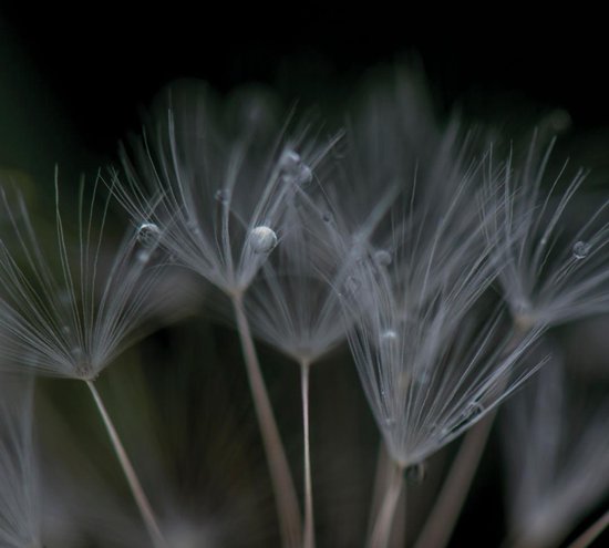 Ian Boddy - Nevermore (CD) (Limited Edition)