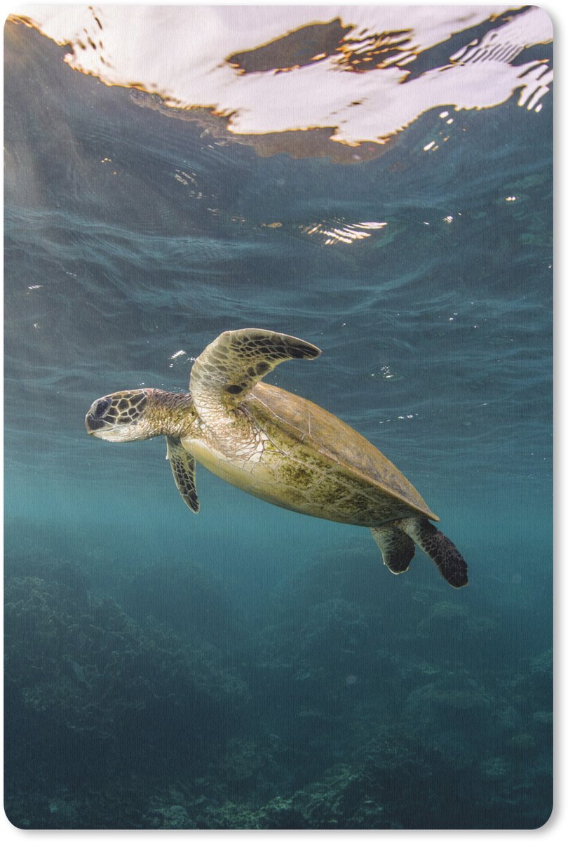 Muismat 18x27 cm - Mousepad Schildpad in helder water - Muismatten