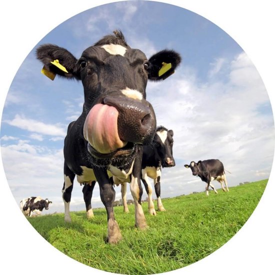 Bande antidérapante transparente pour escaliers avec 15 rouleaux, ruban adhésif transparent antidérapant pour enfants, personnes âgées, sécurité des animaux domestiques (rouleau d'installation inclus) 10 x 60 cm