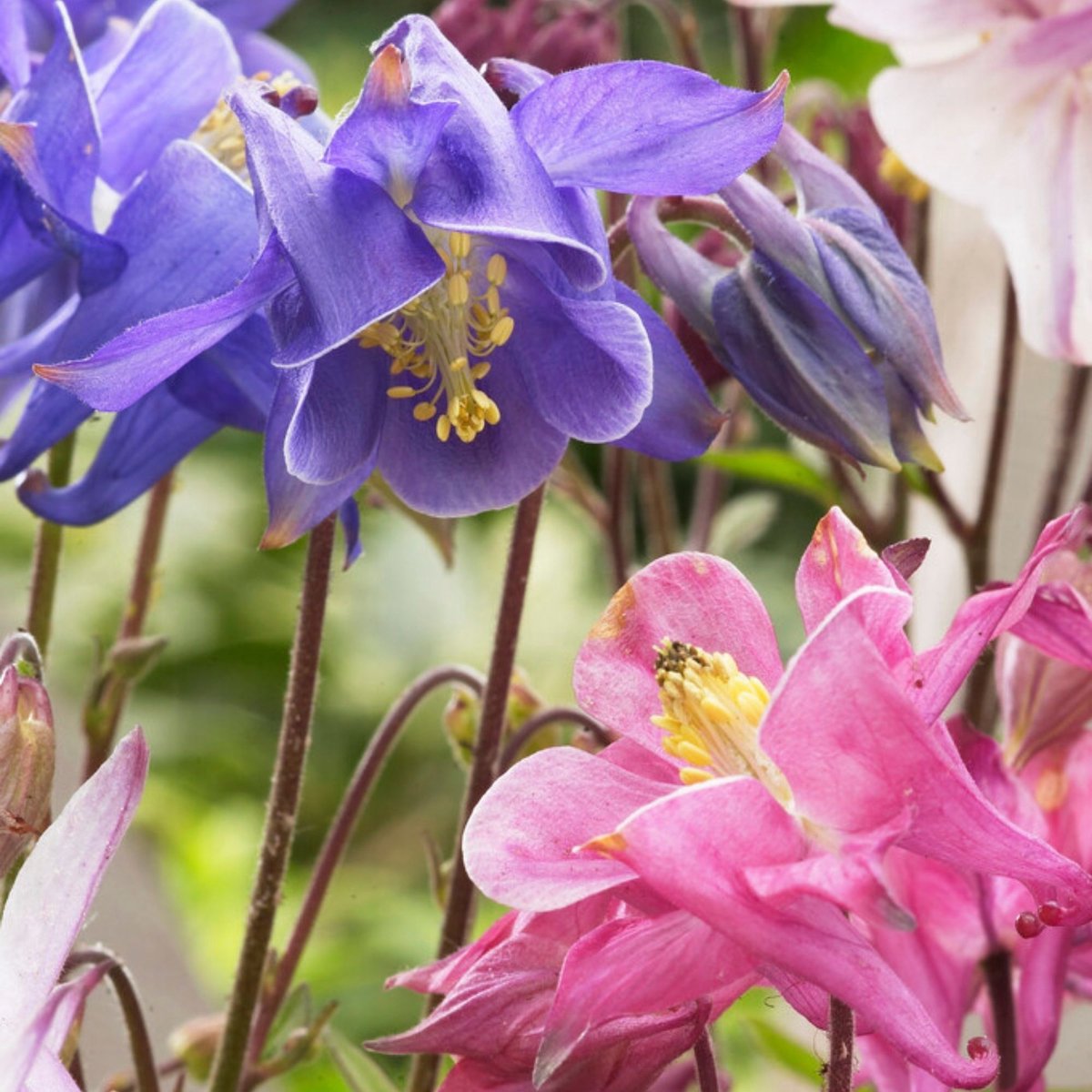 Akelei (Aquilegia) - Mix - (Driepack) - Vaste planten - Snijbloemen - Zomerbollen - bloeit in Juli / Augustus