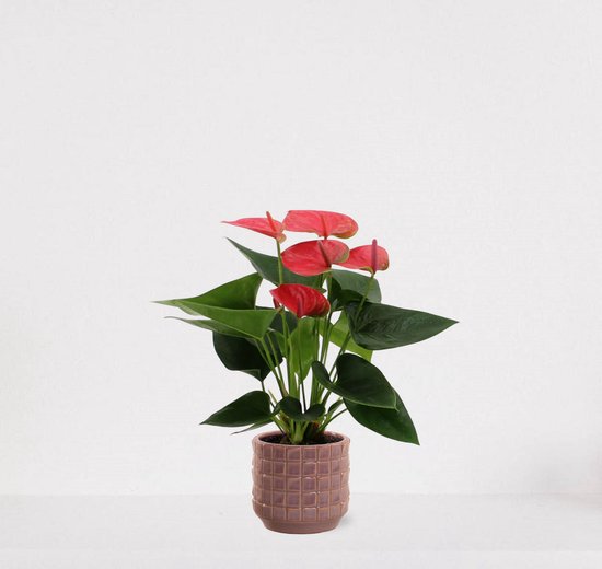 Anthurium Roze in sierpot Janneke oudroze – bloeiende kamerplant – flamingoplant – 40-50cm - Ø13 – geleverd met plantenpot – vers uit de kwekerij