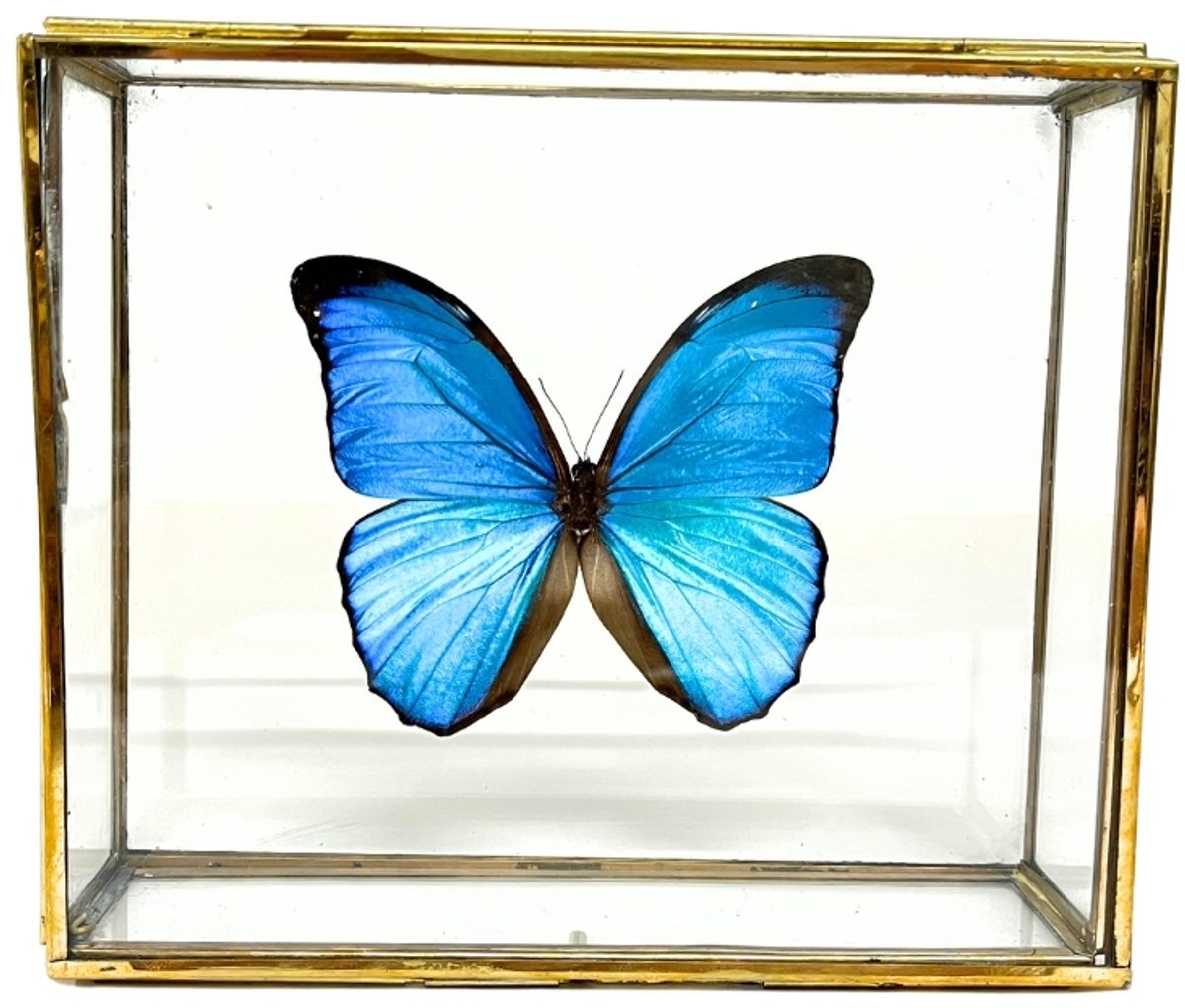 Glinsterend blauwe vlinder - Morpho Didius in elegante glazen kistje met gouden rand