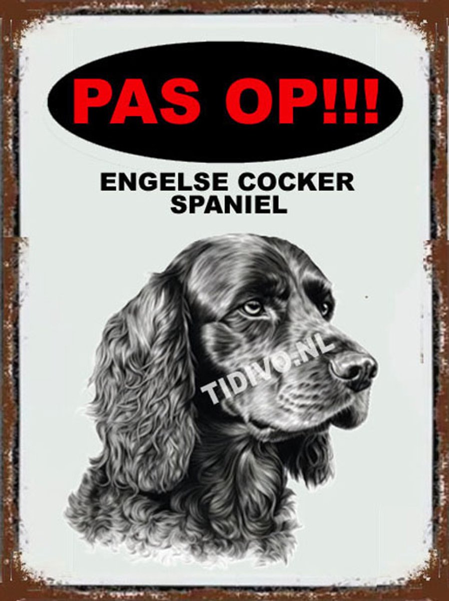 Engelse Cocker Spaniel 17