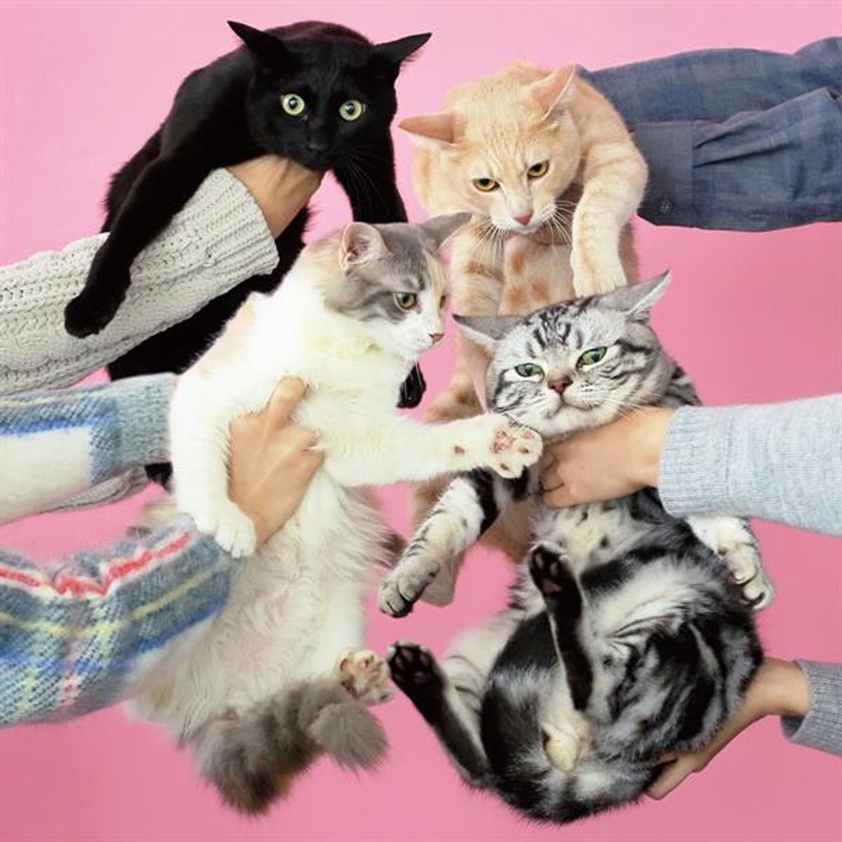 Kinoko Teikoku - Neko To Allergy (LP)