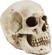 Modèle de Crâne Humain Kurtzy - L12 x L17 x H14,5 cm - Squelette Medisch en os réaliste en résine - Replica de tête grandeur nature pour école de médecine anatomique et Décoration de Fête d'Halloween