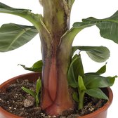 The Green Corner - Musa (bananenplant) - Hoogte 80cm - Diameter 27cm