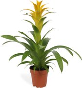 Goed & Groen - Guzmania Deseo Yellow single - ↨ 45cm - Potmaat 12 - Exclusieve Kwaliteit Planten - Kamer Plant - Kamerplanten - Sfeer - Interieur