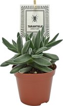 Plantenboetiek.nl | Crassula Tarantula - Ø8.5cm - 14cm hoog - Kamerplant - Groenblijvend - Cactus & Vetplanten