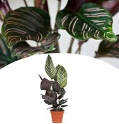 NatureNest - Pauwenplant - Calathea Ornata - 40-60cm