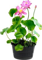 vdvelde.com - Roze Lotus - Nelumbo - 2 stuks - Lotus plant - Volgroeide planthoogte: 60 cm - Plaatsing: -10 tot -20 cm