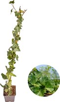 De Klimop, Klimop , Gestokt kleur Groen, Hedera Hibernica ↨80 - 100 cm
