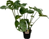Trendyplants - Monstera Deliciosa - Gatenplant - Hoogte 65-85 cm - Potmaat Ø21cm