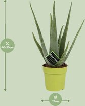 Aloe vera - ø12cm - 45cm