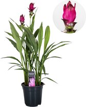 Plant in a Box - Curcuma alismatifolia 'Skyline' - Kurkuma - Kamerplanten - Bloeiend - Pot 19cm - Hoogte 80-100cm