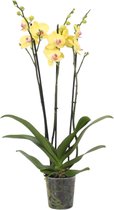 Gele Orchidee voor binnen (Phalaenopsis Lime Light), 3 takken, 60 cm hoog, Ø12cm