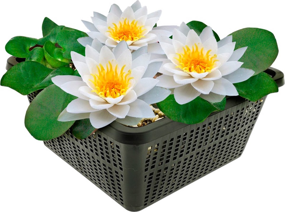 vdvelde.com - Witte waterlelie voor vijver - Compleetset met plantmand, substraat en meststof - Winterharde meerjarige waterplant - Direct plantklaar - Rijke bloei