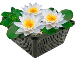 vdvelde.com - Witte waterlelie Nymphaea Alba inheems - Compleetset