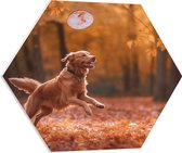PVC Schuimplaat Hexagon - Hond - Dier - Spelen - Bos - Bladeren - Herfst - 60x52.2 cm Foto op Hexagon (Met Ophangsysteem)