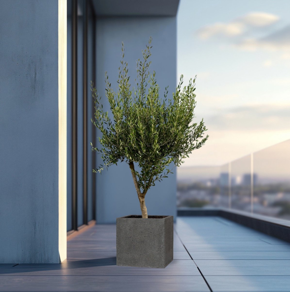 Combi deal - Olijfboom Olea Europaea Cultivo inclusief pot Block - 210cm