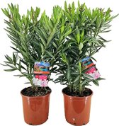Plantenboetiek.nl | Nerium Oleander - Ø21cm - 80cm hoog - Tuinplant