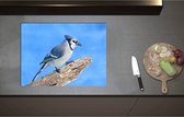 Inductieplaat Beschermer - Blauwe Gaai Vogel zittend op Tak - 70x52 cm - 2 mm Dik - Inductie Beschermer - Bescherming Inductiekookplaat - Kookplaat Beschermer van Wit Vinyl