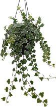 Plantenboetiek.nl | Hedera Helix White - Ø19cm - 45cm hoog - Kamerplant - Groenblijvend