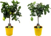Plant in a Box - Citrus Limon - Set van 2 Citroenbomen - Kamerplant - Mediterrane fruitboom - Pot 19cm - Hoogte 60-70cm