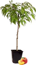 Plante en boîte - Prunus Persica Bonanza - Pêcher nain - Belle fleur rose - Plante de jardin - Pot 14 cm - Hauteur 60-70 cm