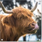 Tuinposters Schotse hooglander - Koe - Lente - Dieren - 50x50 cm - Tuindoek - Buitenposter