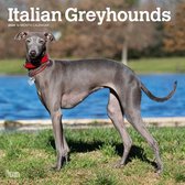 Italian Greyhound Kalender 2024