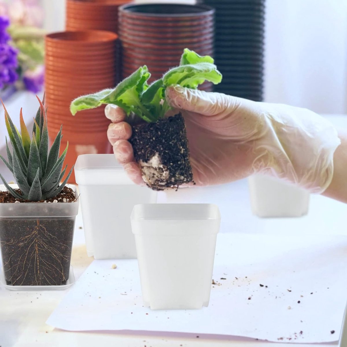 Luckwaii Kweekpotten, transparante plantenpot met onderzetter, 30 stuks
