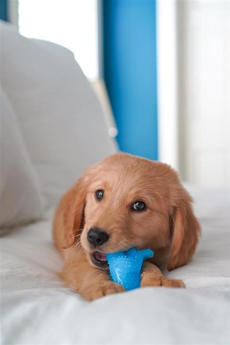 Nylabone flexi voor honden puppy dental dinosaur chicken tot 11 kg thumbnail 4