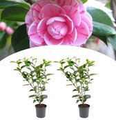 NatureNest - Japanse Roos XL - Camellia - 2 stuks - 55-65 cm