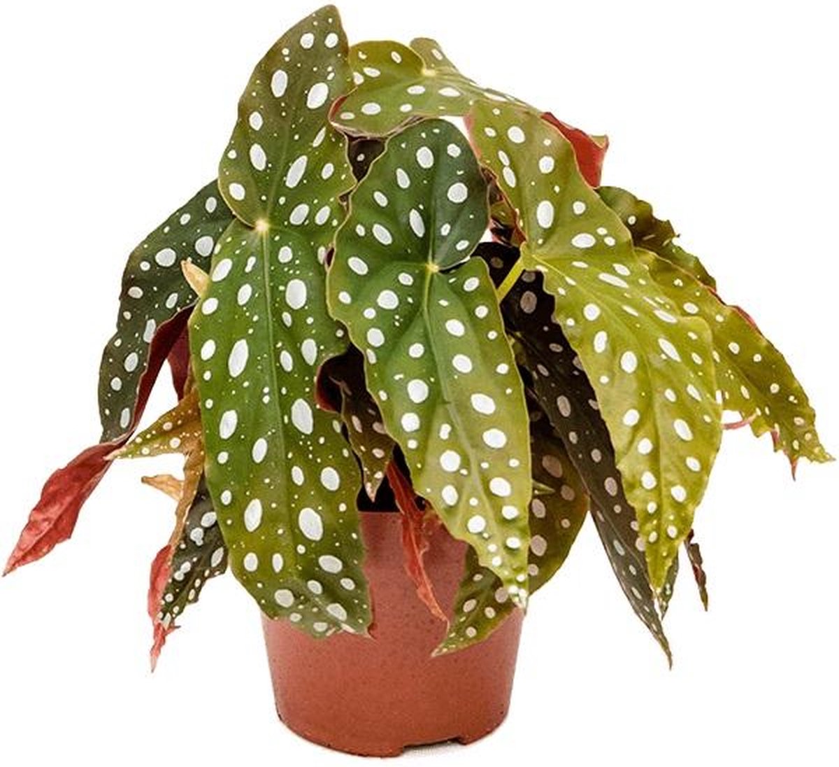 Begonia maculata stippenplant S kamerplant