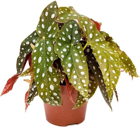 Begonia maculata stippenplant S kamerplant