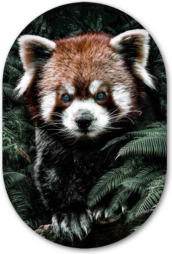 Wandovaal Red Panda - WallCatcher | Acrylglas 70x105 cm | Ovalen schilderij | Muurovaal Kleine rode panda in de jungle