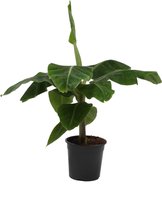 Kamerplanten - Musa Tropicana - Bananenplant - ± 120cm - 24cm diameter - in kweekpot