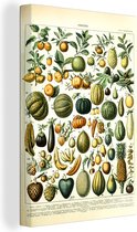Canvas - Fruit - Kunstwerk - Schets - Design - Groen - Schilderijen op canvas - Muurdecoratie canvas - 40x60 cm