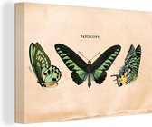 Canvas - Vlinders - Insect - Dier - Vintage - Canvasdoek - Wanddecoratie - Schilderijen op canvas - 30x20 cm