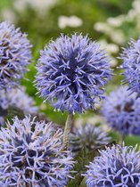 8x Vaste planten 'Echinops veitch's blue ritro' - BULBi® bloembollen en planten met bloeigarantie