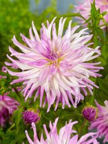 30x Dahlia 'Mingus randy'  - BULBi® bloembollen en planten met bloeigarantie