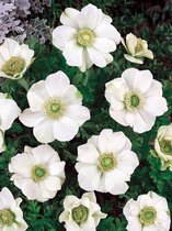 100x Anemoon 'The bride coronaria' - BULBi® bloembollen en planten met bloeigarantie