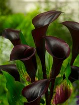8x Calla 'Zantedeschia black star' - BULBi® bloembollen en planten met bloeigarantie