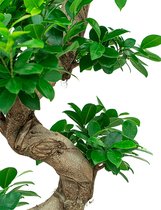 Ficus Bonsai in watergevende Cubico bruin | Bonsai