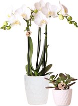 Kolibri Company - Planten set in Honey witte sierpot | Set met witte Phalaenopsis Orchidee 'Amabilis' Ø9cm en groene plant Succulent Ovata Ø6cm | incl. keramieken sierpotten